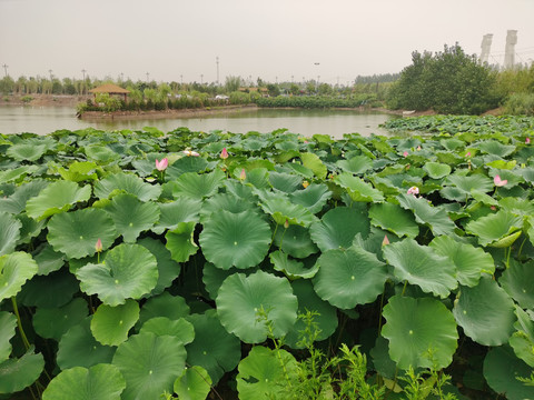 荷花池