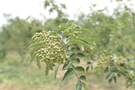 花椒树