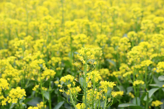 油菜花