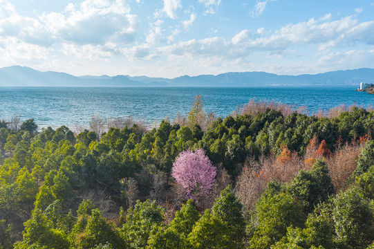 抚仙湖樱花