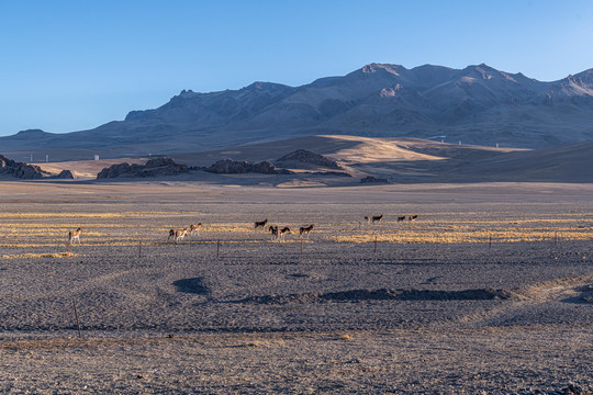 西藏野驴