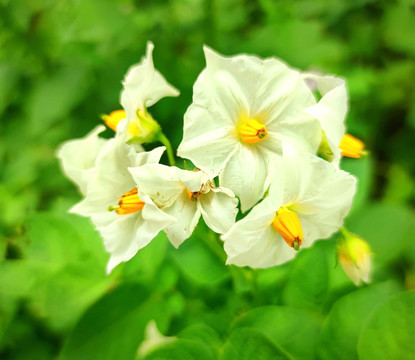 土豆花