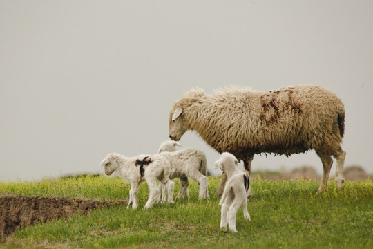 牧场羊群嬉戏小羊幼崽绵羊小尾
