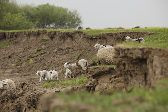 牧场羊群嬉戏小羊幼崽绵羊小尾