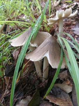 云南野生菌鸡枞菌