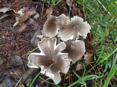 云南野生菌鸡枞菌