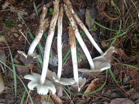 云南野生菌鸡枞菌