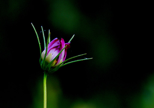 格桑花