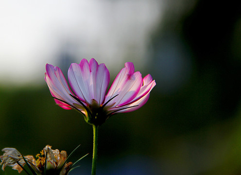 格桑花