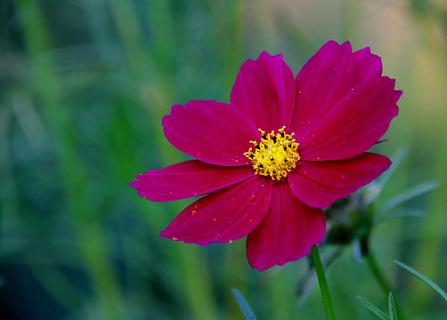 格桑花