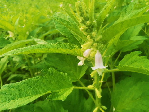 芝麻开花