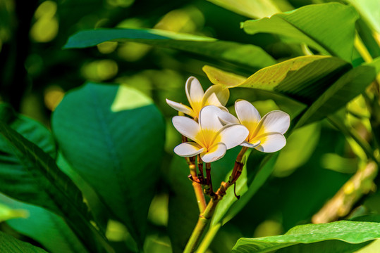 夹竹桃科植物鸡蛋花