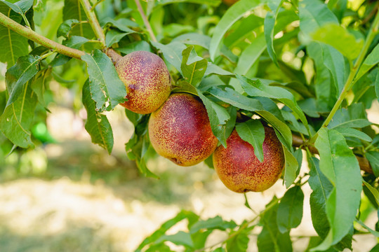 果园采摘油桃