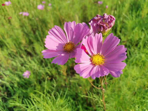 格桑花