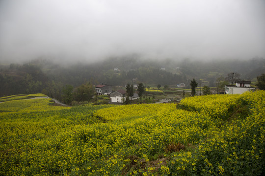 凤堰油菜花