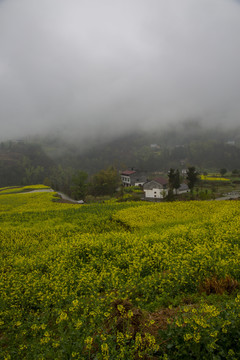 油菜花