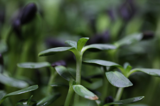 油葵苗苗芽菜