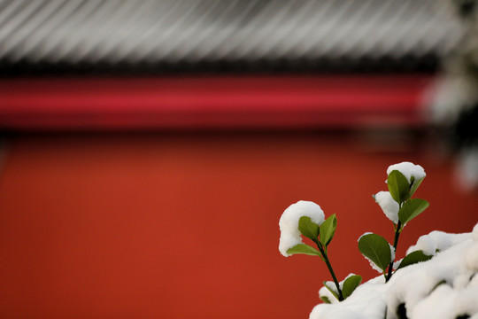 红墙雪枝