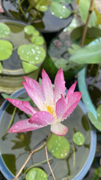 碗莲