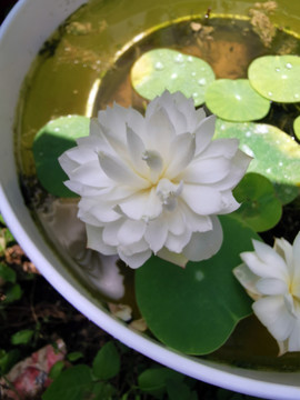白色碗莲