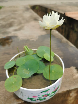 白色碗莲