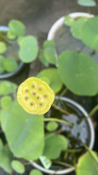 碗莲莲蓬