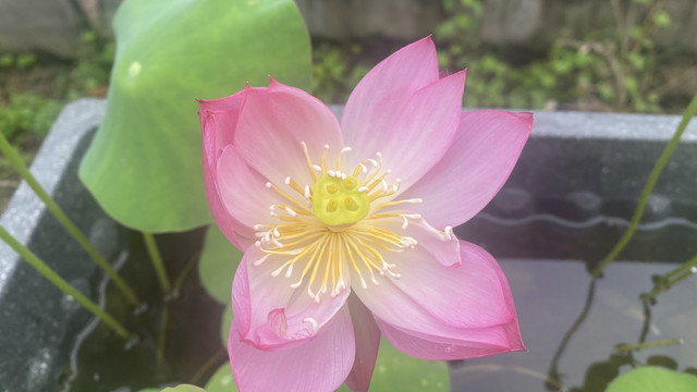 碗莲
