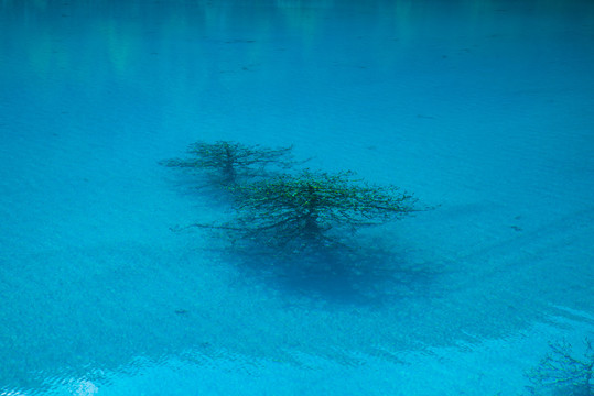 蓝月谷水中树