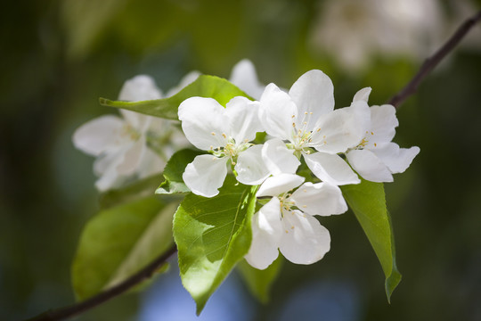 白色海棠花