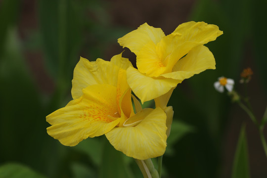 美人蕉花