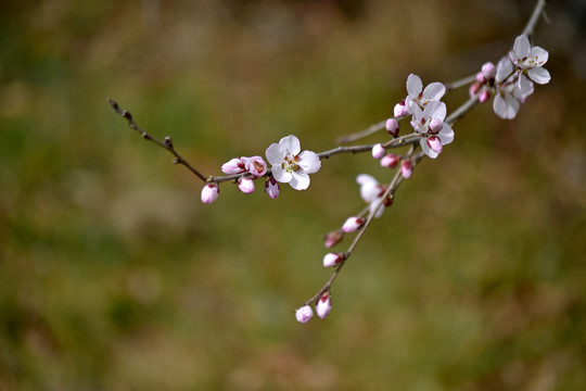 桃花