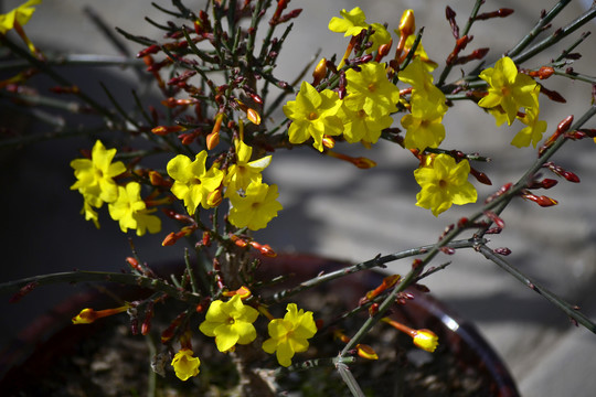 迎春花