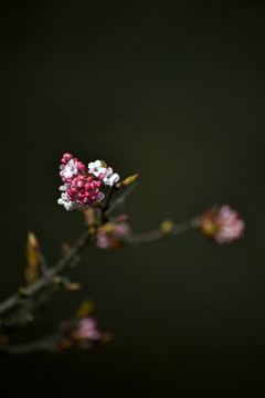 香荚蒾