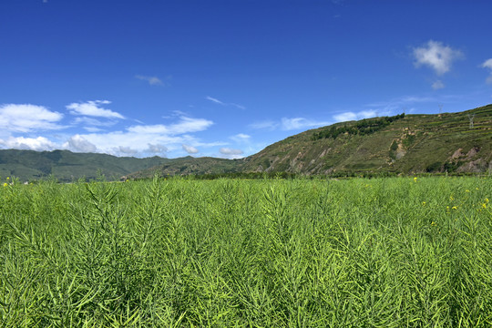 油菜熟了