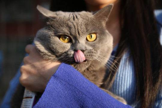 猫咪伸舌头