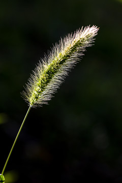 狗尾巴草