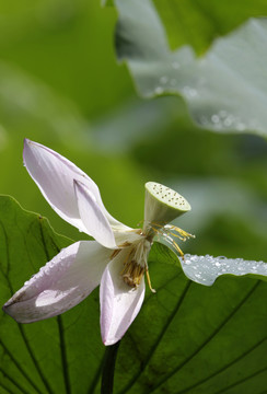 荷花