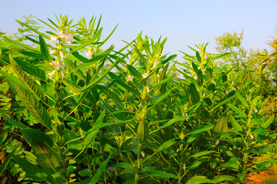 新鲜芝麻