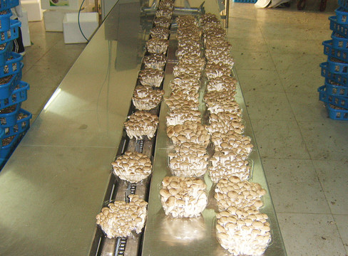 蘑菇生产基地