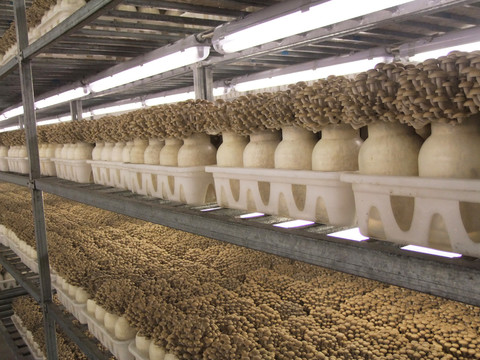 蘑菇生产基地