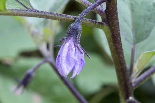 茄子花