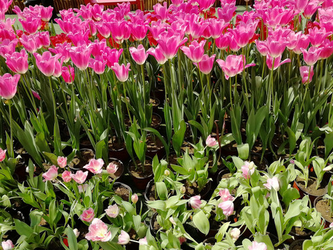 郁金香花海