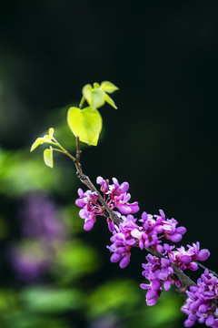 唯美的紫桢花紫珠