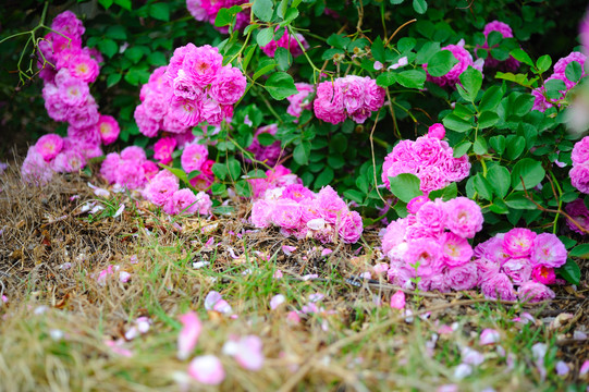 蔷薇花开