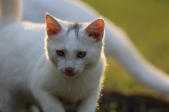 流浪猫