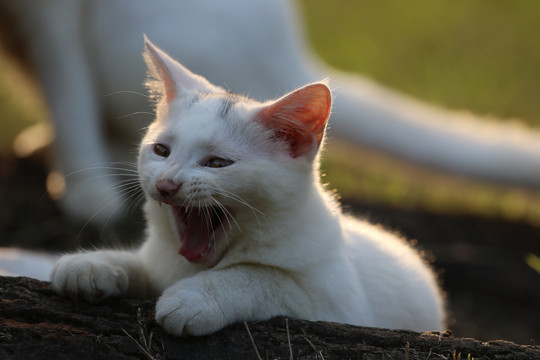 流浪猫