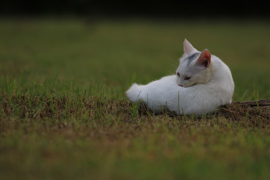 流浪猫