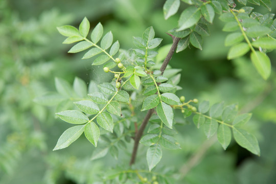 花椒园里种植的青花椒