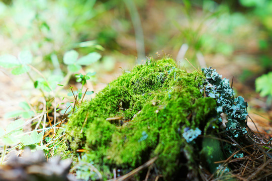 青苔朽木