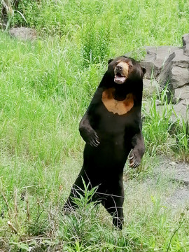 站立的黑熊